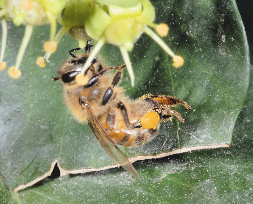 Ape acrobata